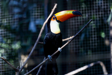 The toco toucan bird on the wood tree