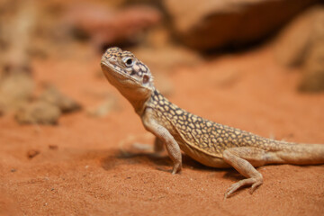 The Central Netted Dragon is nature animal in australia