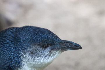 The Fairy penguin or blue penguin is so cute and local animal in phillip island,Australia