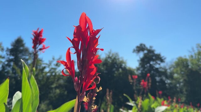 Canna indica, Indian shot, African arrowroot red flowers.