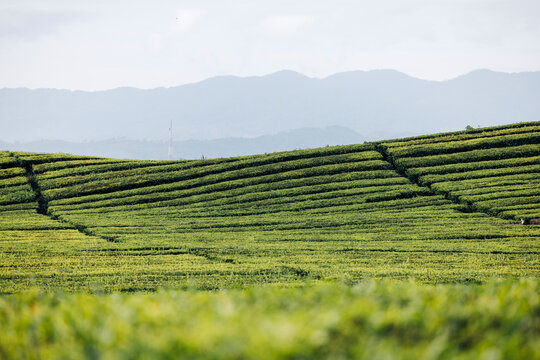 Lush green tea plantation with rolling hills and distant mountains under a cloudy sky. Gunung  Kerinci Volcano in Kayu Aro, Kerinci Regency, Jambi, Indonesia