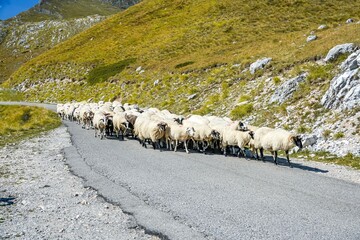 Flock of sheep and rams walking along a mountain road surrounded by hills and peaks in Montenegro....