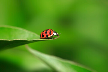 Red ladybug sitting on plant