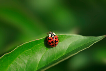 Red ladybug sitting on plant