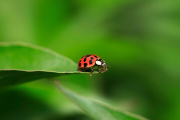 Red ladybug sitting on plant