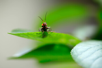 Cute tiny bug sitting on plant