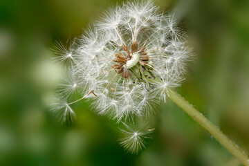 Colorful flowers in summer garden