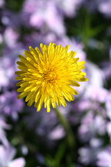 Colorful flowers in summer garden