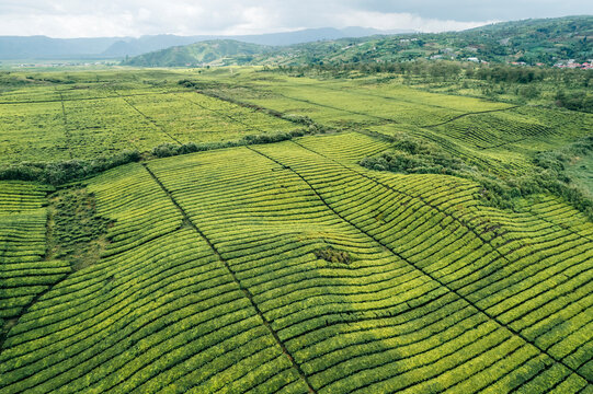 Aerial view of vast, lush green tea plantations with rolling hills in the background. Near Gunung  Kerinci Volcano, Kayu Aro, Kerinci Regency, Jambi, Indonesia