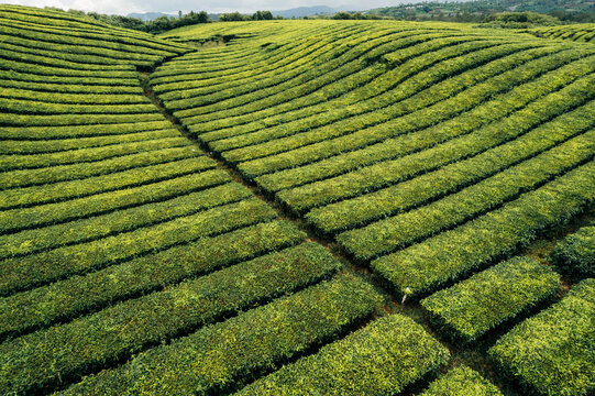 Lush green tea plantations with neatly organized rows on rolling hills under a clear sky. Near Gunung  Kerinci Volcano, Kayu Aro, Kerinci Regency, Jambi, Indonesia