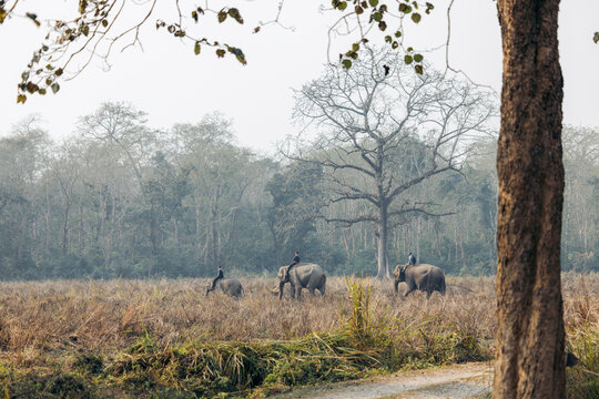 Three elephants with riders in a grassy field bordered by a dense forest and a large tree. Chitwan National Park, Ratnanagar, Nepal