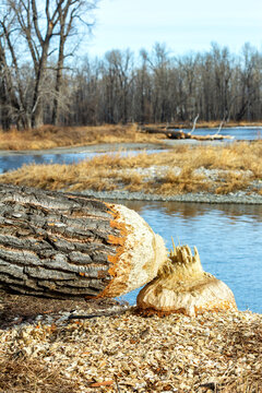 A freshly gnawed tree trunk by a river, surrounded by wood chips and bare trees in winter. Canada