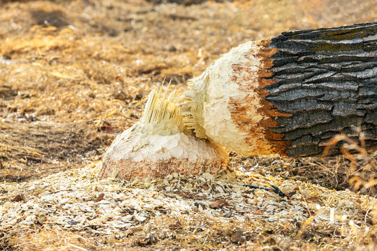 Tree felled by beaver with visible teeth marks on wood in a dry, grass-covered area. Canada