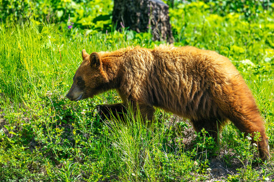A brown bear walks through lush green grass and wildflowers in a sunlit meadow. Alberta, Canada