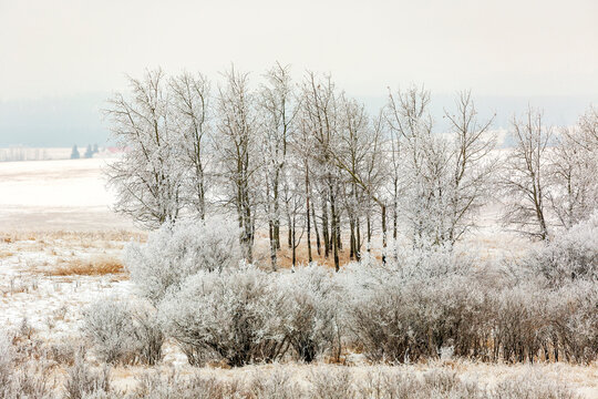 Frost-covered trees and bushes on a snowy winter landscape under a cloudy sky. West of Calgary, Alberta, Canada
