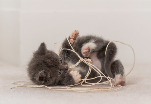 Close-up of a grey and white Kitten lying on the floor playing with a piece of string