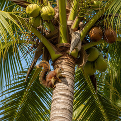 squirrel in coconut tree