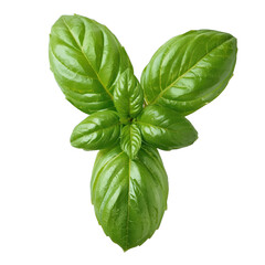 basil isolated on white background