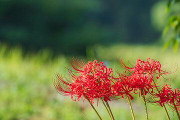 秋の花　田んぼに咲く彼岸花49