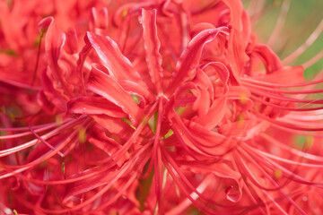 秋の花　赤い彼岸花のアップ02