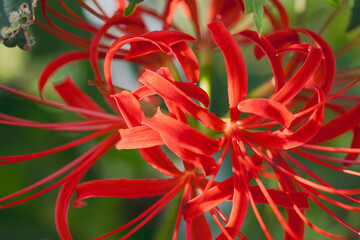 Fototapeta premium 秋の花 赤い彼岸花のアップ03