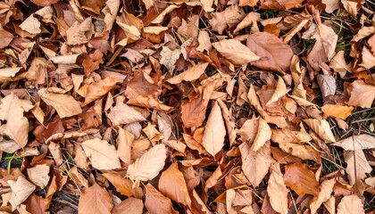 A carpet of brown, fallen leaves covers the ground, indicating the transition to autumn