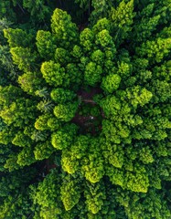 Naklejka premium Verdant forest canopy, circular pattern