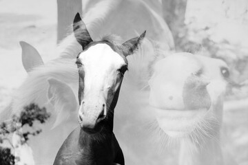 Multiple exposure of young colt horse in black and white for equine art.