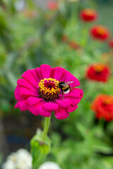 Vibrant pink zinnia with bumblebee in blooming garden