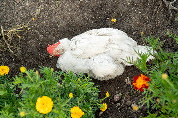White chicken resting in garden soil with marigold flowers