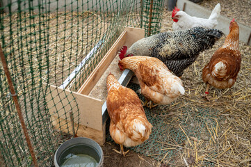 Chickens feeding in enclosed coop with water bowl on straw-lined ground