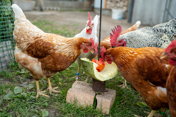 Group of chickens feeding on a watermelon in a farmyard setting. International Respect for Chickens Month