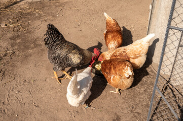Chickens feeding on farmyard ground in sunlit outdoor enclosure. International Respect for Chickens Month