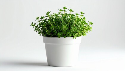 A potted thyme herb with small green leaves photorealistic detail white background with subtle lighting
