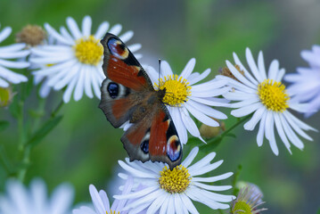European peacock butterfly (Aglais io) sitting on a daisy in Zurich, Switzerland