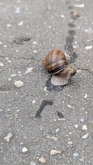 Close-up of a brown snail with textured shell and detailed body crawling on cracked asphalt. Perfect for nature, wildlife, biology, patience, and slow lifestyle concepts.