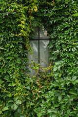 Old wooden window surrounded by wild ivy