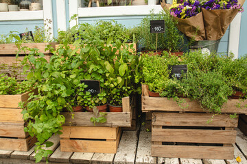 Many bushes of aromatic herbs (thyme, oregano, mint, etc.) are sold at the market