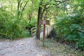 The wood bridge on the trail in the forest.