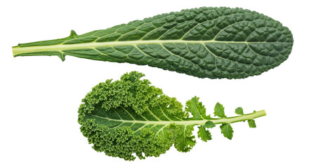 Isolated Curly Kale and Lacinato Kale Leaves. Fresh, Raw Green Vegetables. Healthy Nutrition