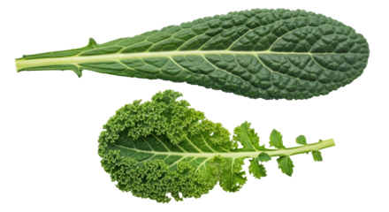 Isolated Curly Kale and Lacinato Kale Leaves. Fresh, Raw Green Vegetables. Healthy Nutrition