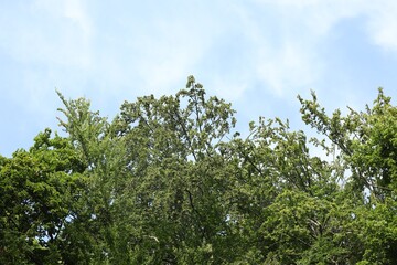 Beautiful trees with green leaves growing under light blue sky, low angle view