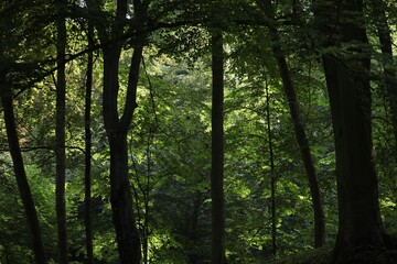 Obraz premium Beautiful trees with green leaves growing in forest