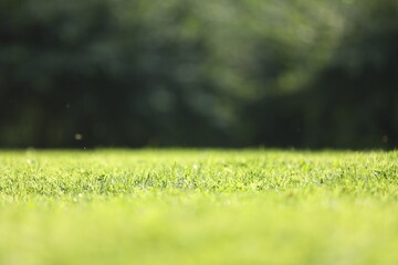 Lush green grass growing outdoors, selective focus