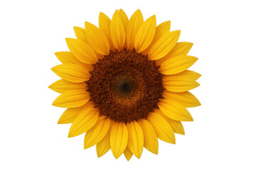Fototapeta premium Sunflower bloom showing seed head with yellow petals