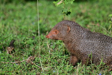 This image captures a Ruddy Mongoose (Urva smithii), a keen-eyed and alert small carnivore, surveying its grassy habitat in a Sri Lankan national park with characteristic reddish-brown fur.