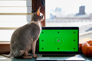 Sphynx cat sitting upright near laptop with pumpkins indoors