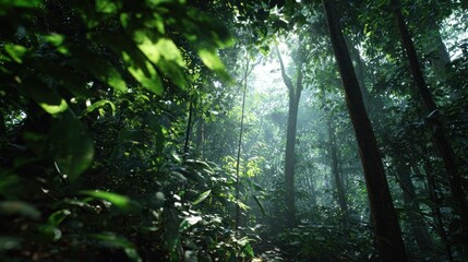 Sunlight through dense rainforest canopy