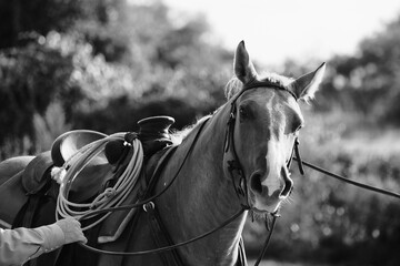 Horse getting saddled in black and white to ride on ranch closeup.