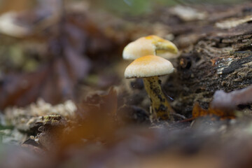 Beige mushrooms growing on dark, rotten wood, light-colored mushrooms with slightly orange caps, dead wood and many mushrooms, leaf-covered forest floor
